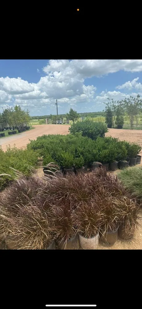 Custom landscape design experts serving Manor, TX - A&E Trees