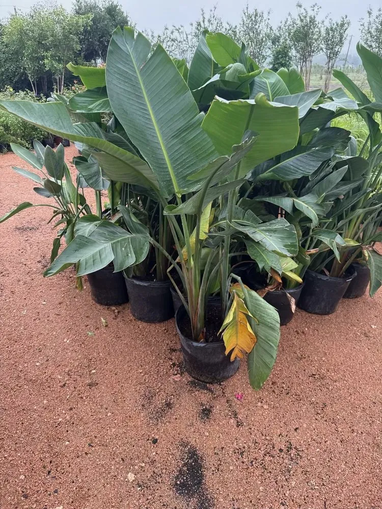 Top-rated outdoor landscaping in Manor, TX by A&E Trees