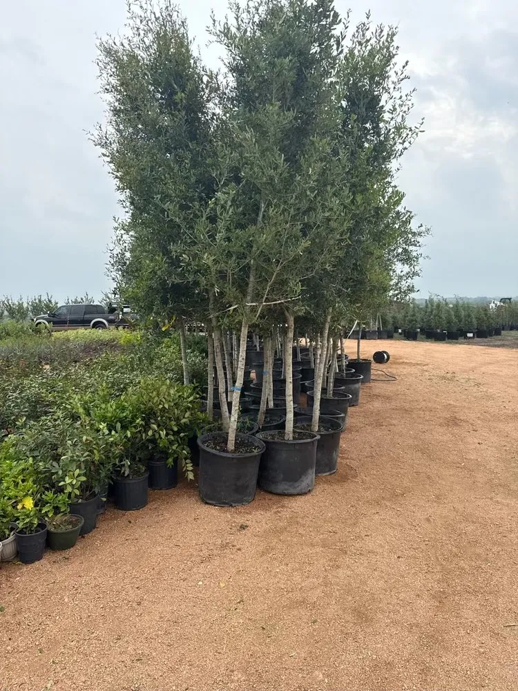Professional landscape installation with custom design in Manor, TX by A&E Trees