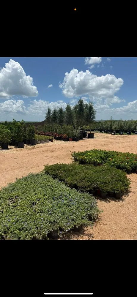 Affordable landscaping services near you in Manor, TX by A&E Trees