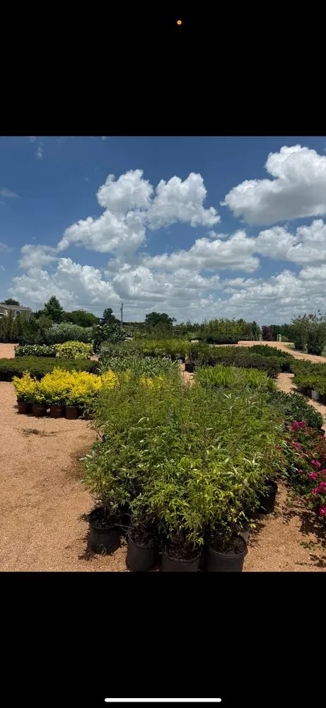 Top-rated lawn care service in Manor, TX - A&E Trees