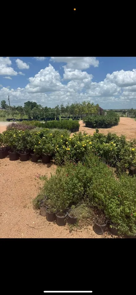 Expert lawn care service in Manor, TX by A&E Trees