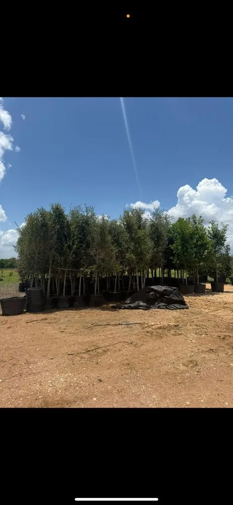 Affordable landscaping services in Manor, TX - A&E Trees