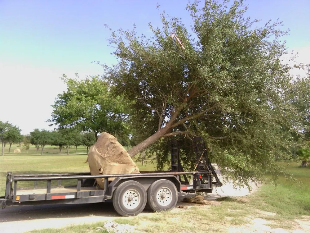 Expert landscaping services in Manor, TX - A&E Trees
