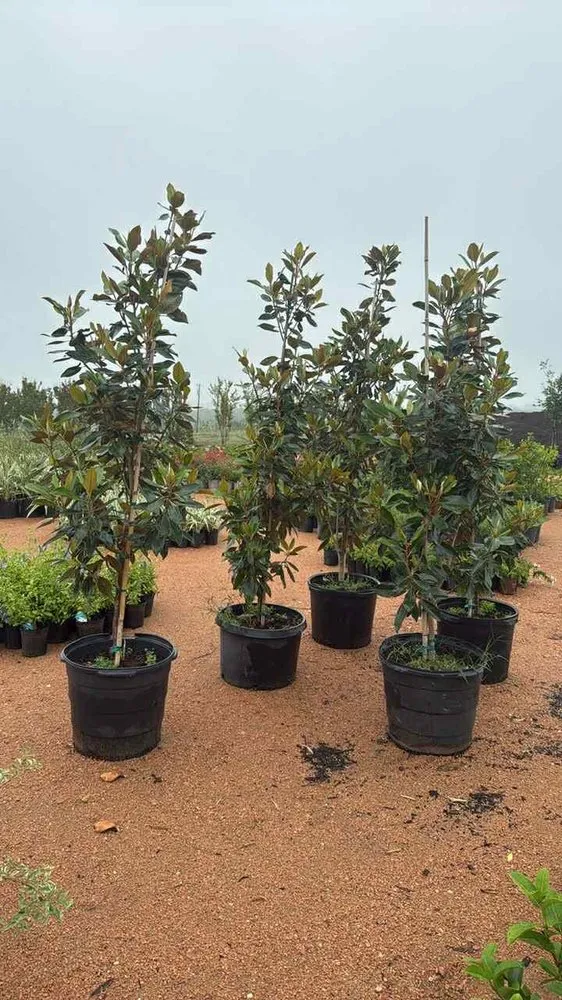 Professional landscaping services in Manor, TX by A&E Trees