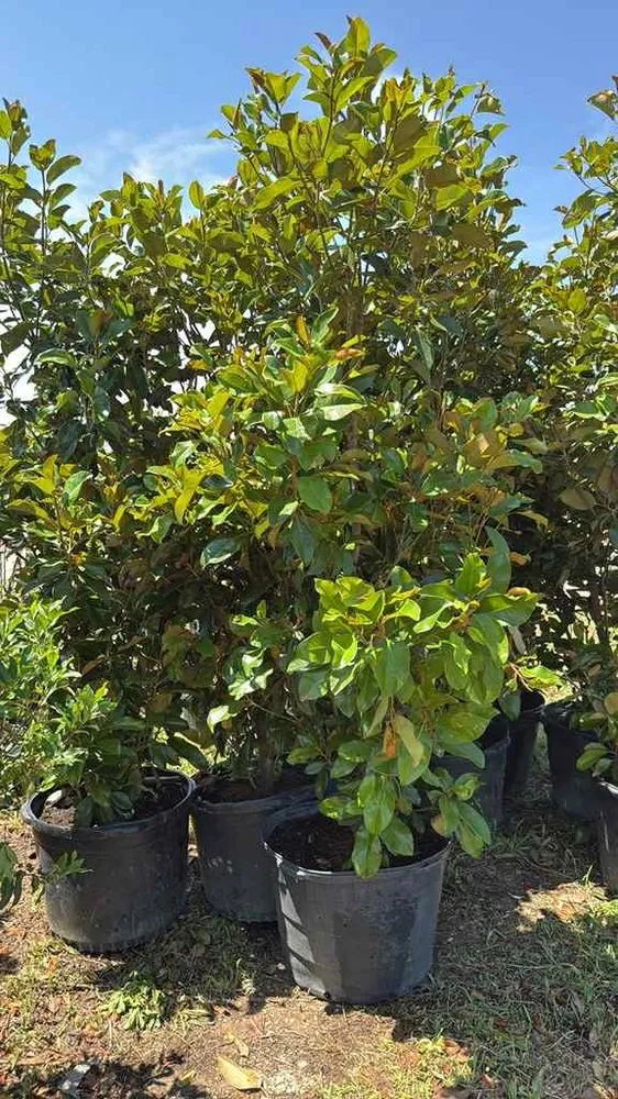 Professional yard maintenance for outdoor upgrades in Manor, TX by A&E Trees