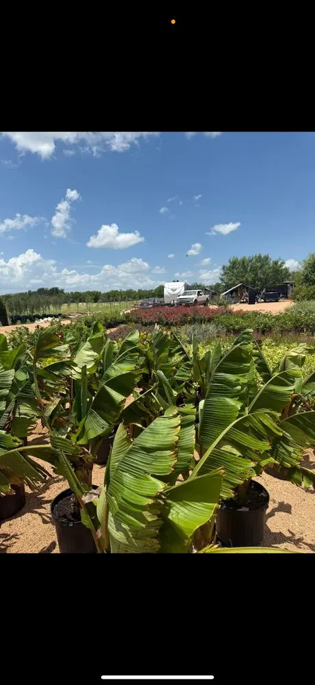 Local residential landscaping for residential properties in Manor, TX by A&E Trees