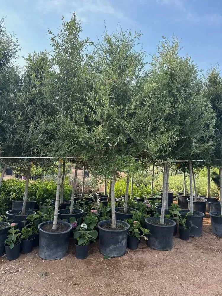 Reliable garden landscaping for year-round maintenance in Manor, TX by A&E Trees