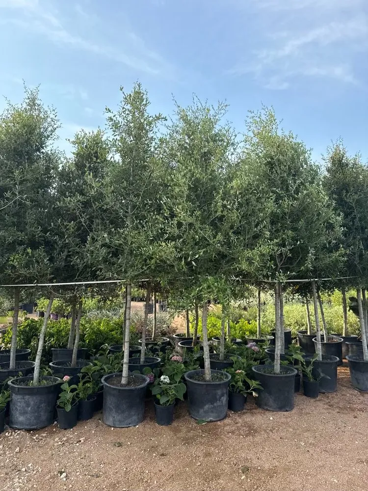 Trusted landscape installation in Manor, TX - A&E Trees