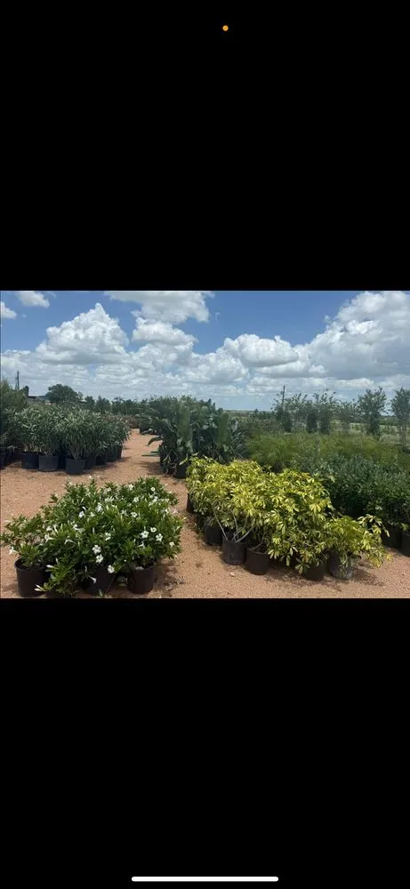 Custom garden landscaping experts serving Manor, TX - A&E Trees