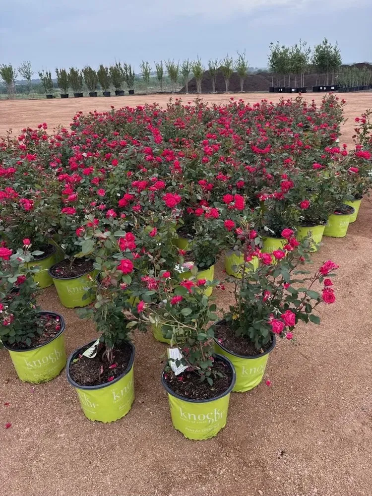 Reliable lawn care service in Manor, TX by A&E Trees