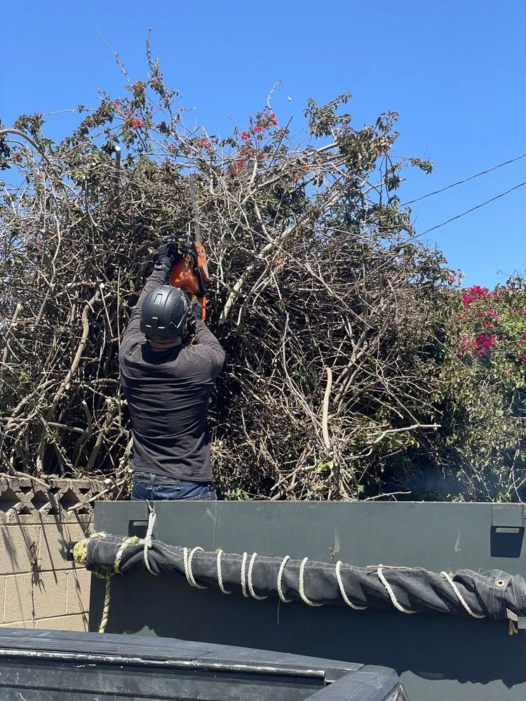 Reliable yard cleanup service in Oxnard, CA by AEG