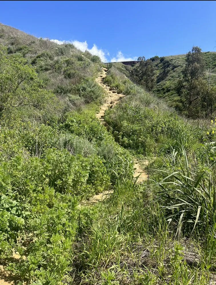 Expert outdoor landscaping in Oxnard, CA - AEG