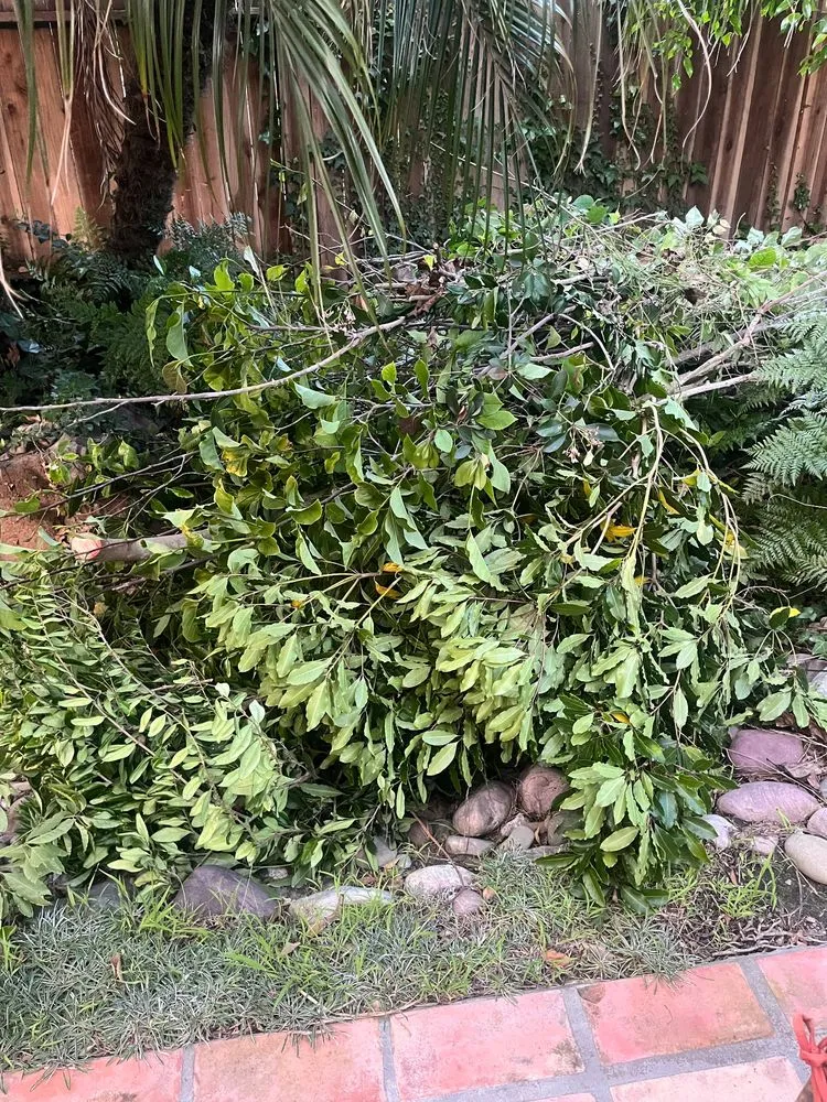 Reliable yard maintenance experts serving Oxnard, CA - AEG