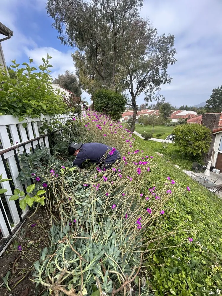 Top-rated landscape design experts serving Oxnard, CA - AEG