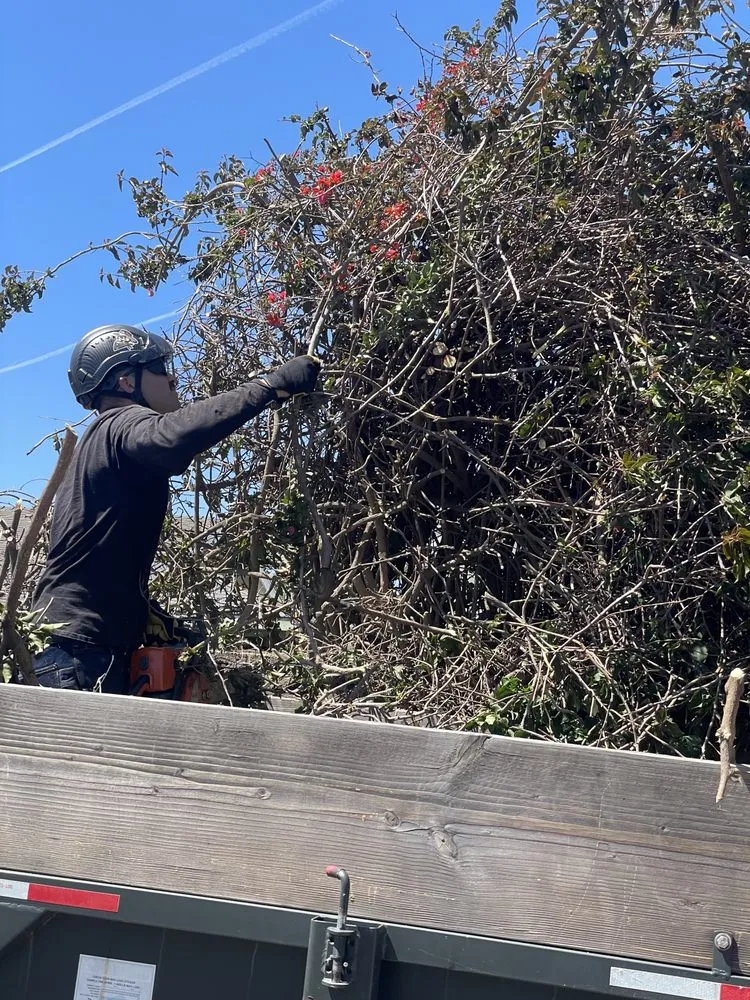 Professional landscaping services in Oxnard, CA by AEG