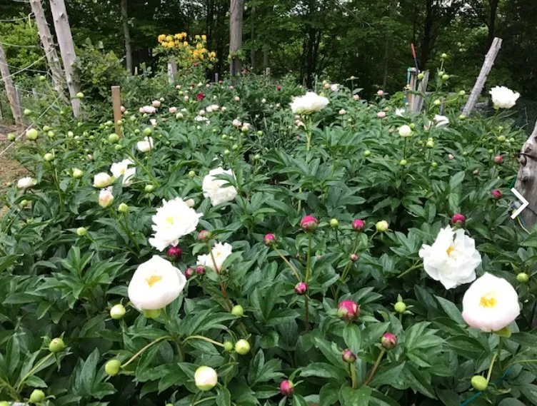 Professional landscape design for outdoor upgrades across Poughkeepsie, NY - AEK Construction and Landscape