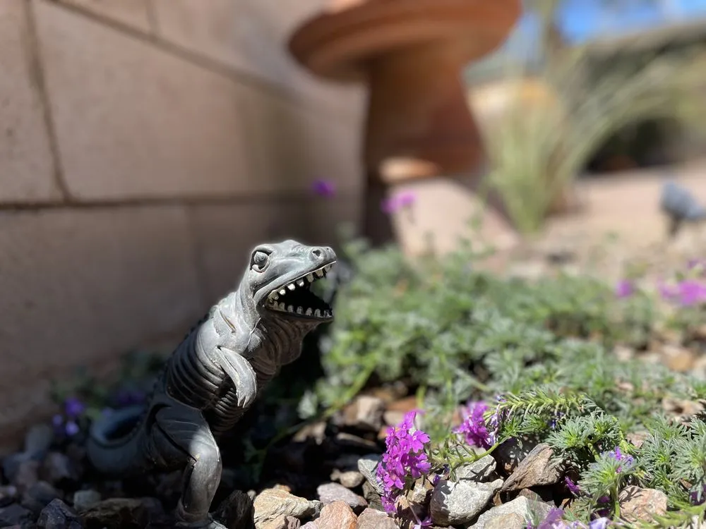 Reliable outdoor landscaping in Palm Desert, CA by Aelandscape