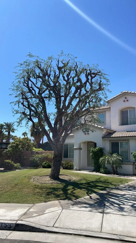 Trusted yard maintenance for year-round maintenance in Palm Desert, CA by Aelandscape