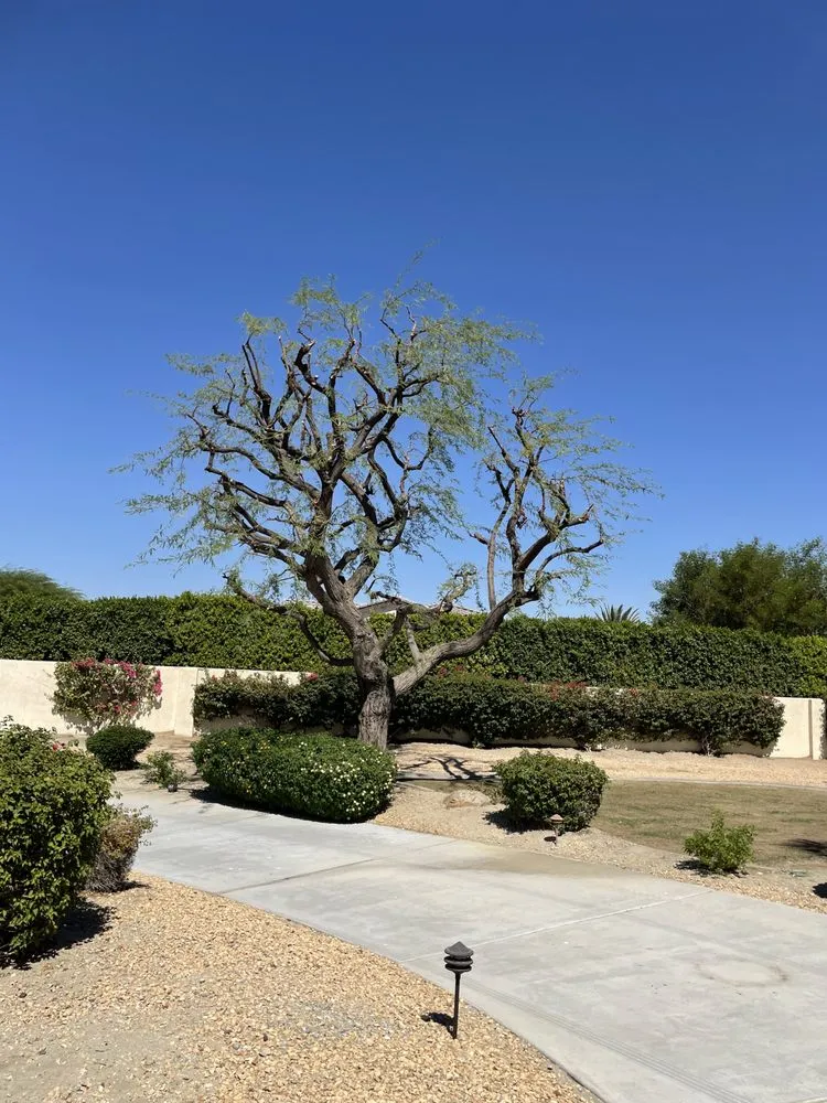 Expert residential landscaping experts serving Palm Desert, CA - Aelandscape
