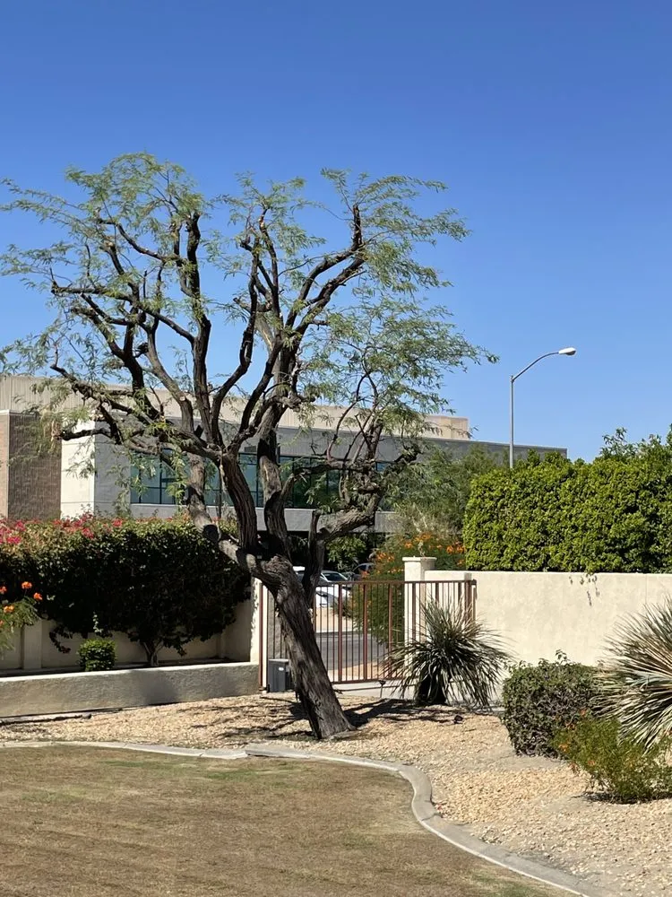 Trusted lawn mowing service in Palm Desert, CA - Aelandscape