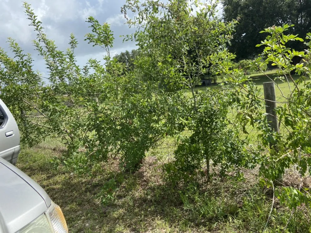 Top-rated landscape installation for homes across Wimauma, FL - AER Lawn Maintenance