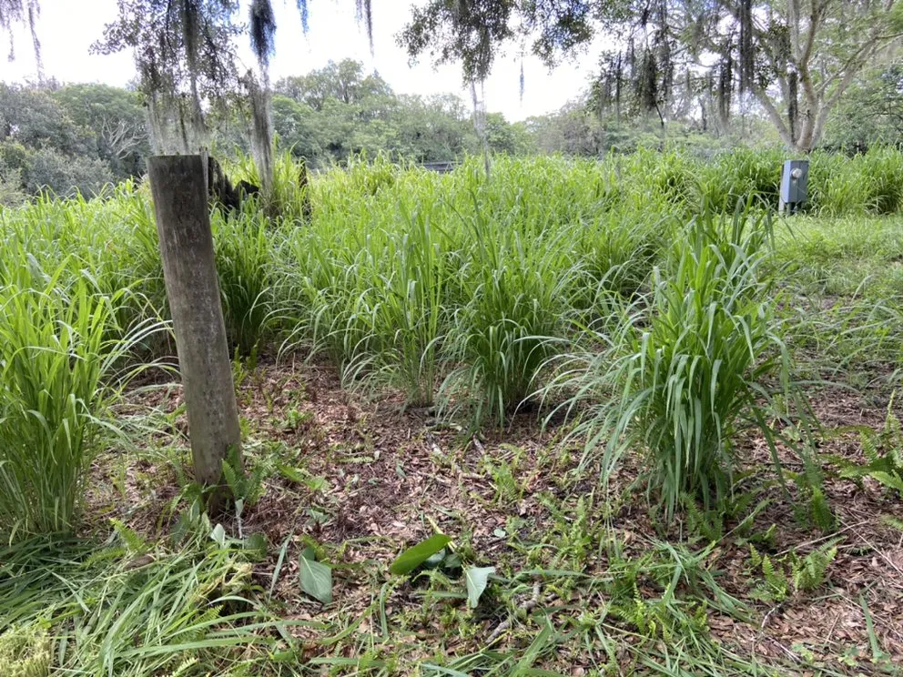 Local yard cleanup service in Wimauma, FL - AER Lawn Maintenance