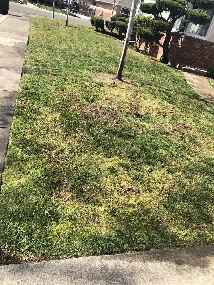 Affordable lawn mowing service in Sacramento, CA - Aeration & Dethatching By Dreamscapes