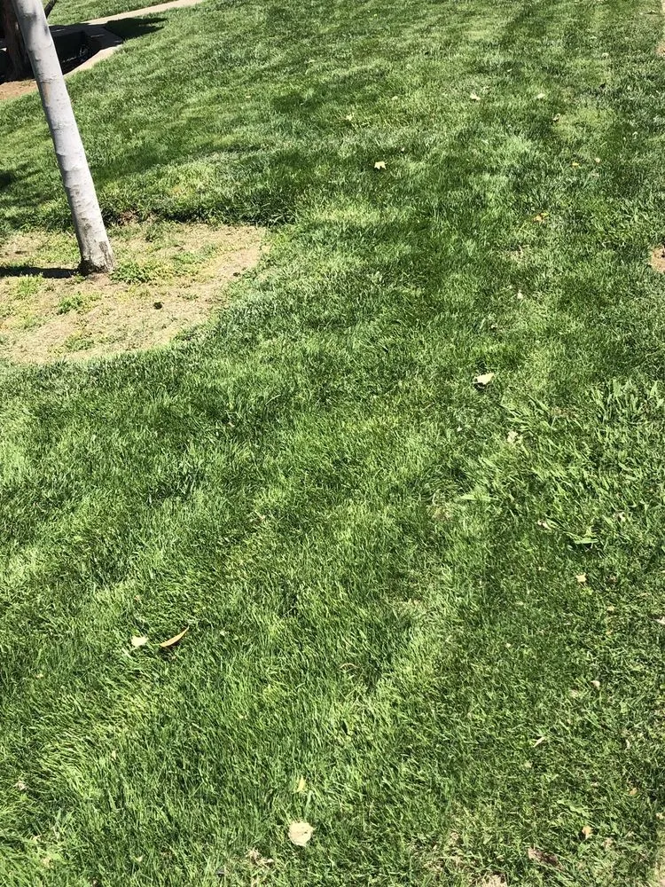 Local yard maintenance with custom design in Sacramento, CA by Aeration & Dethatching By Dreamscapes