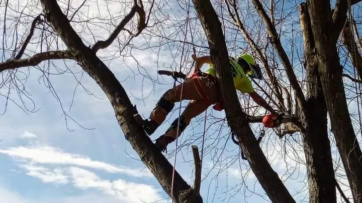 Local lawn care service experts serving Pottsville, PA - Aerial Attack Tree Service