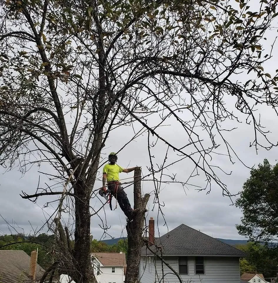 Professional landscape design in Pottsville, PA by Aerial Attack Tree Service
