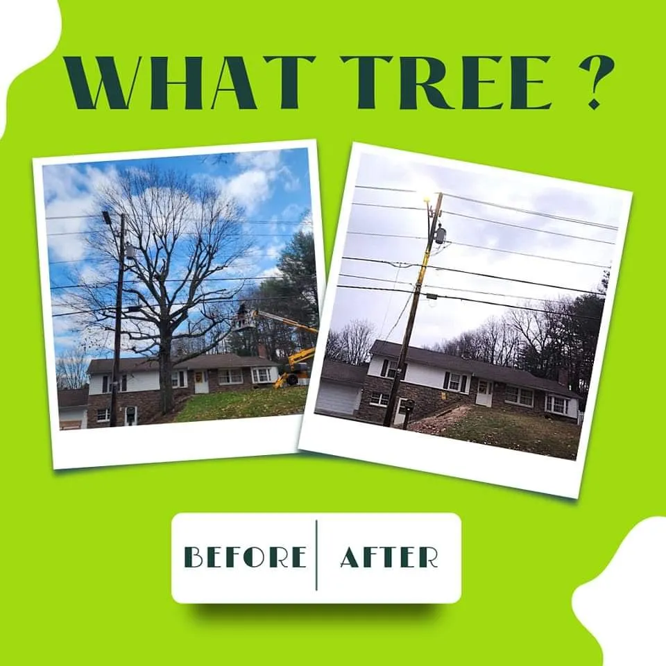 Reliable outdoor landscaping in Pottsville, PA - Aerial Attack Tree Service