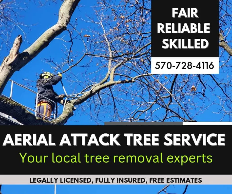 Trusted residential landscaping experts serving Pottsville, PA - Aerial Attack Tree Service