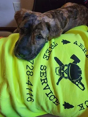 Aerial Attack Tree Service Logo