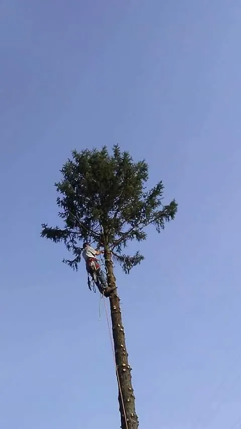 Trusted garden landscaping in Wheeling, WV - Aerial Precision