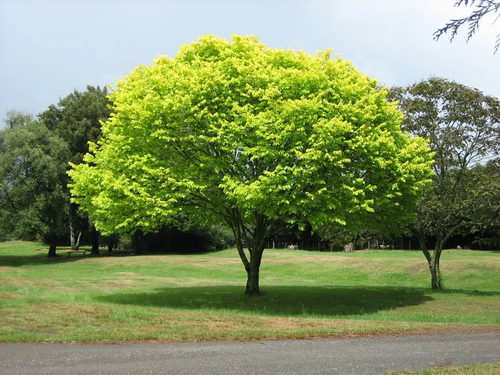 Affordable yard maintenance for year-round maintenance across Eaton Rapids, MI - Aerial Tree and Lawn Care