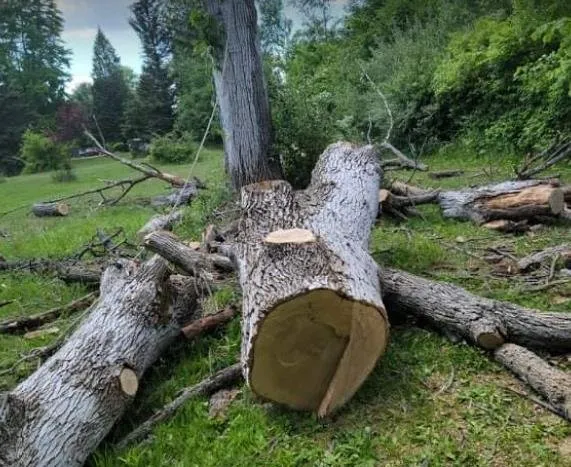 Trusted yard maintenance for year-round maintenance in Bay City, MI by Aerial View