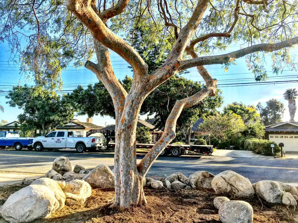 Expert landscaping services for residential properties across Hemet, CA - AES Got Rocks