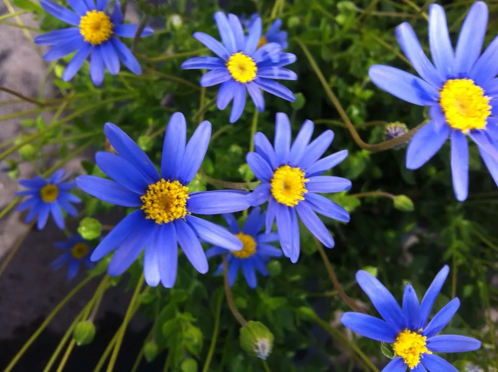 Trusted lawn care service in Mountain View, CA - Aesthetic Gardens