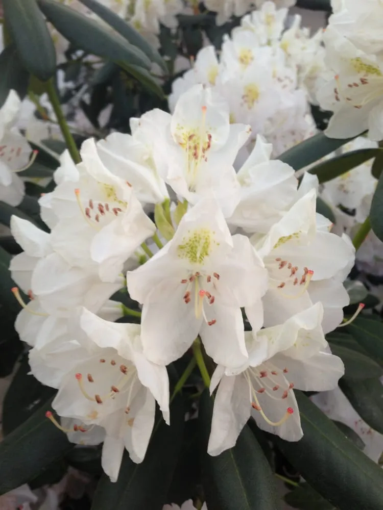 Top-rated landscape installation in Mountain View, CA - Aesthetic Gardens