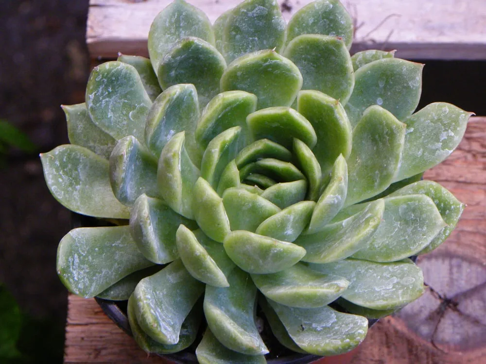 Expert yard maintenance for beautiful yards in Mountain View, CA by Aesthetic Gardens