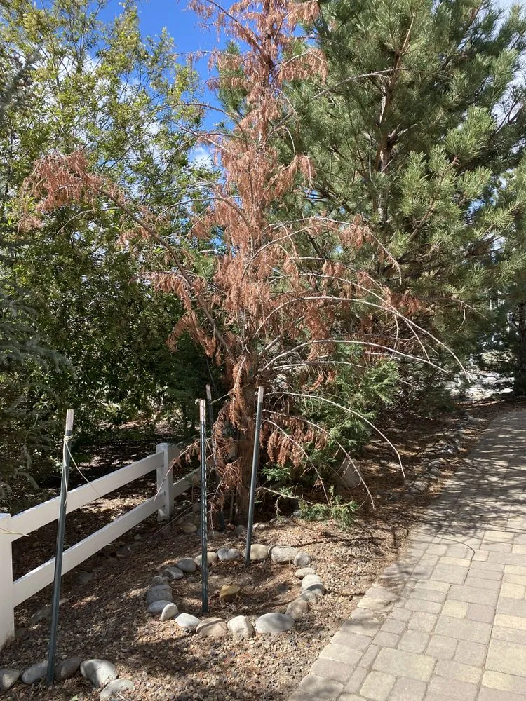 Custom garden landscaping near you across Carson City, NV - Aesthetic Landscaping