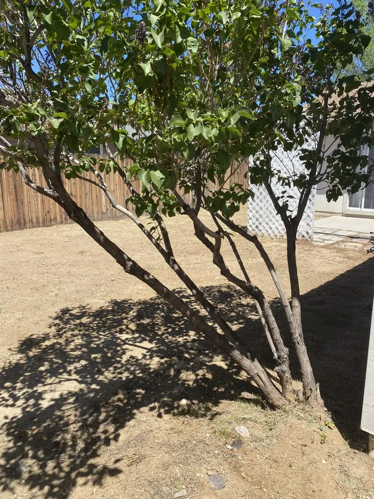 Affordable lawn mowing service for residential properties across Carson City, NV - Aesthetic Landscaping