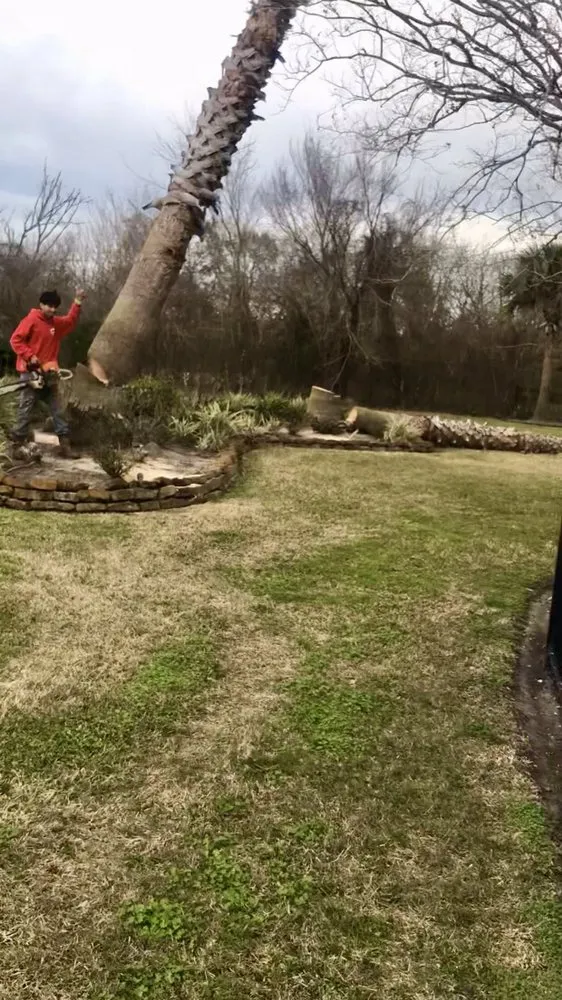 Reliable lawn mowing service in Texas City, TX by Aesthetics Trees & Landscaping