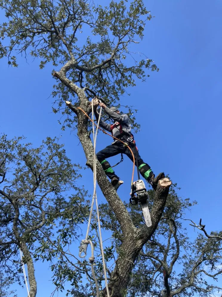 Expert lawn mowing service experts serving Texas City, TX - Aesthetics Trees & Landscaping