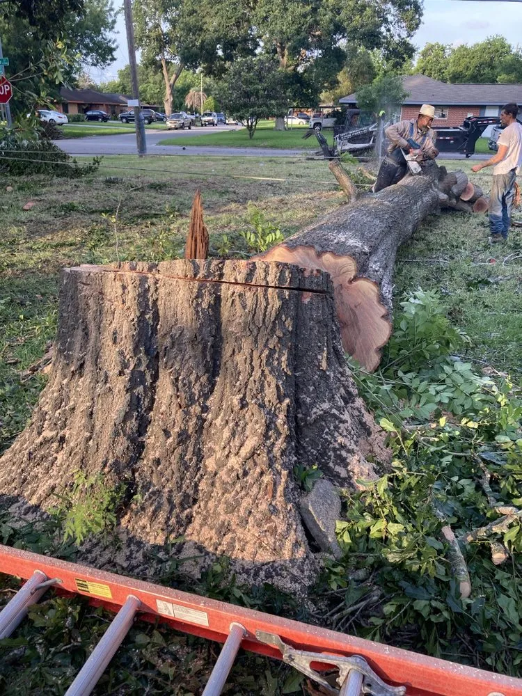 Professional yard cleanup service for beautiful yards in Texas City, TX by Aesthetics Trees & Landscaping