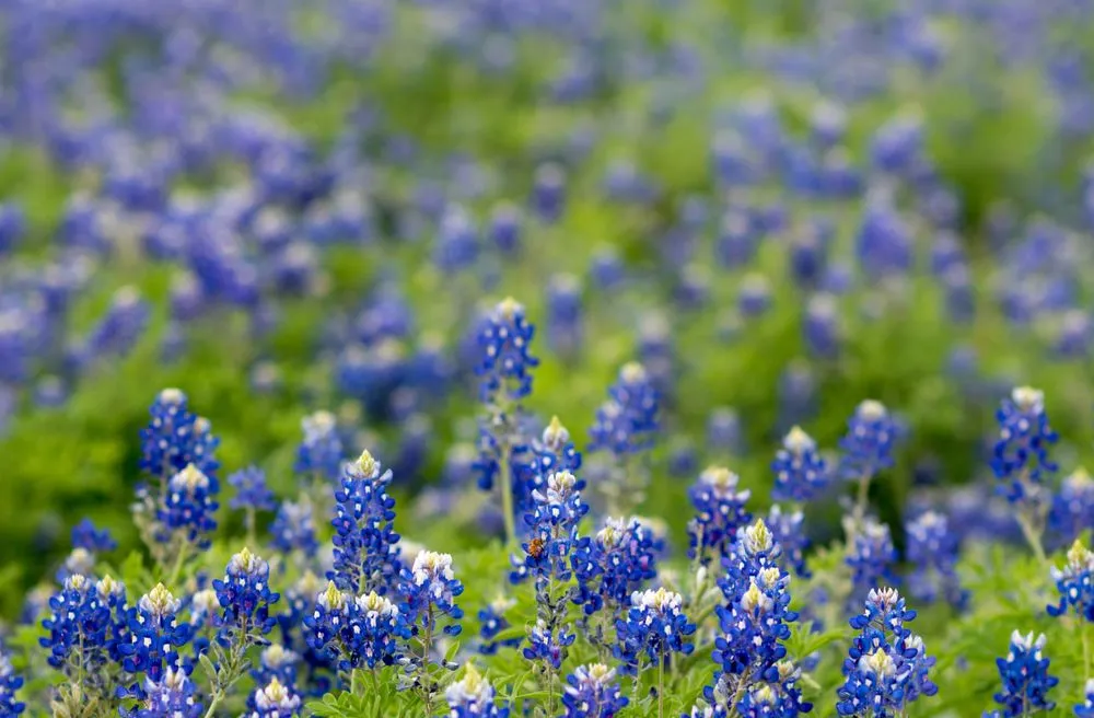 Custom outdoor landscaping for residential properties across Socorro, TX - Aeterna Environmental