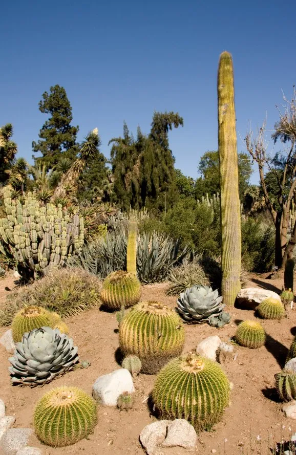 Custom lawn mowing service experts serving Socorro, TX - Aeterna Environmental