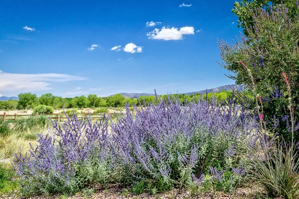 Expert residential landscaping in Socorro, TX - Aeterna Environmental