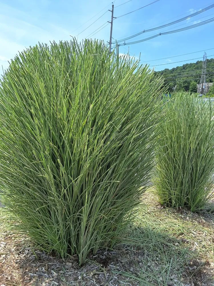 Affordable garden landscaping in Hillsborough, NJ - AEV Landscaping